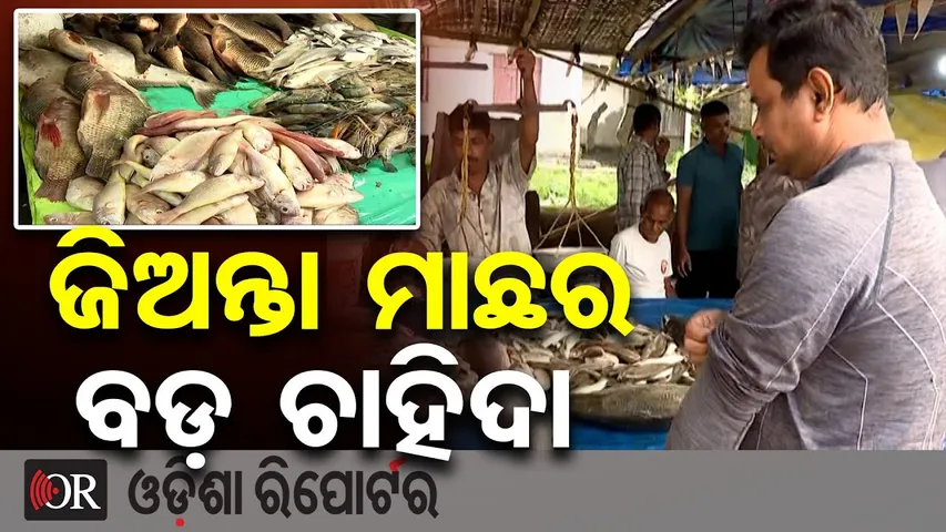 ଜିଅନ୍ତା ମାଛର ବଡ଼ ଚାହିଦା  | Odisha Reporter