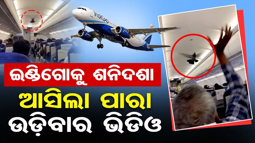 ଇଣ୍ଡିଗୋକୁ ଶନିଦଶା , ଆସିଲା ପାରା ଉଡ଼ିବାର ଭିଡିଓ  | Odisha Reporter