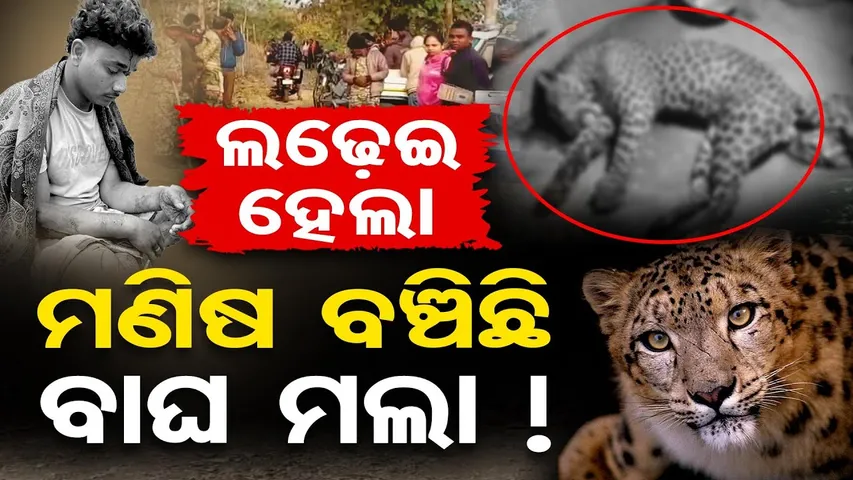 ଲଢେଇ ହେଲା, ମଣିଷ ବଞ୍ଚିଛି ବାଘ ମଲା ! | Odisha Reporter