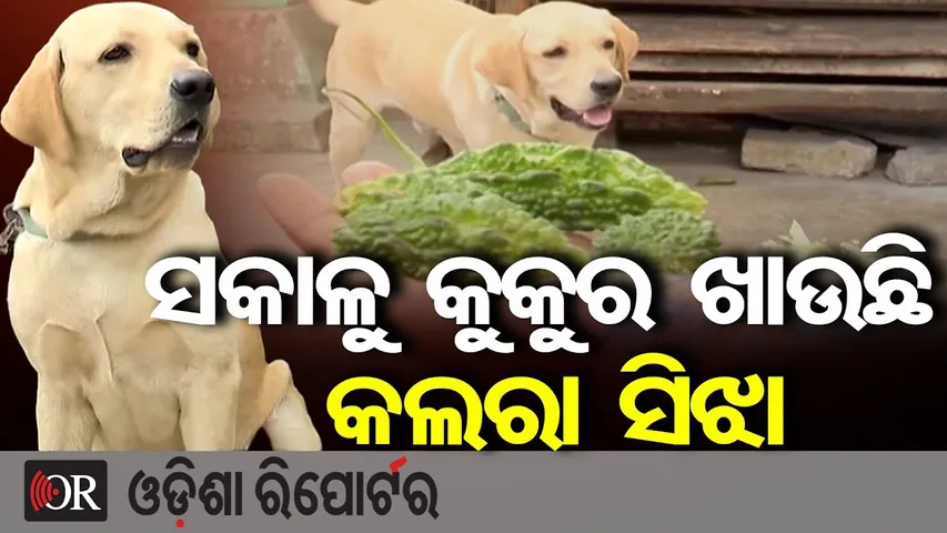 ସକାଳୁ କୁକୁର ଖାଉଛି କଲରା ସିଝା | Odisha Reporter