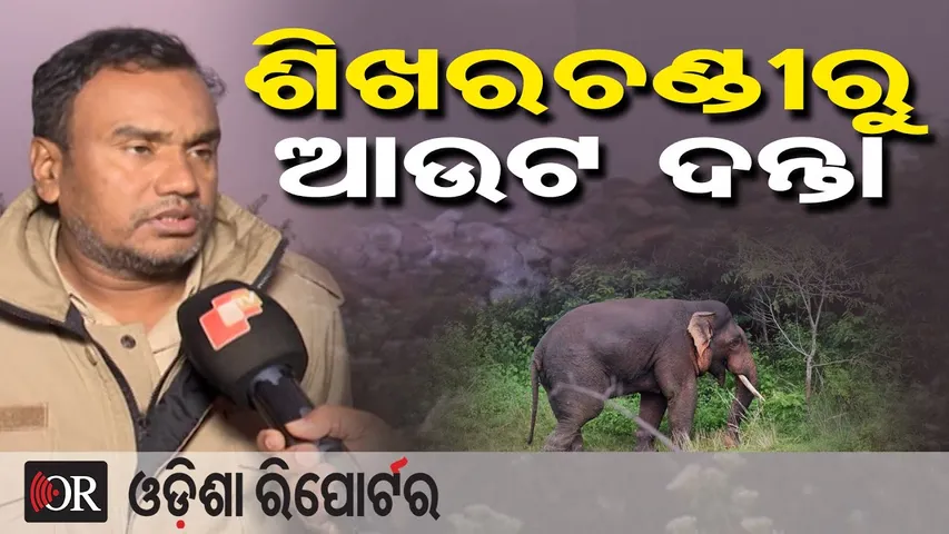 ଶିଖରଚଣ୍ଡୀରୁ ଆଉଟ ଦନ୍ତା  || Elephants Leave Shikhar Chandi Hill After 6 Days || Bhubaneswar || OR