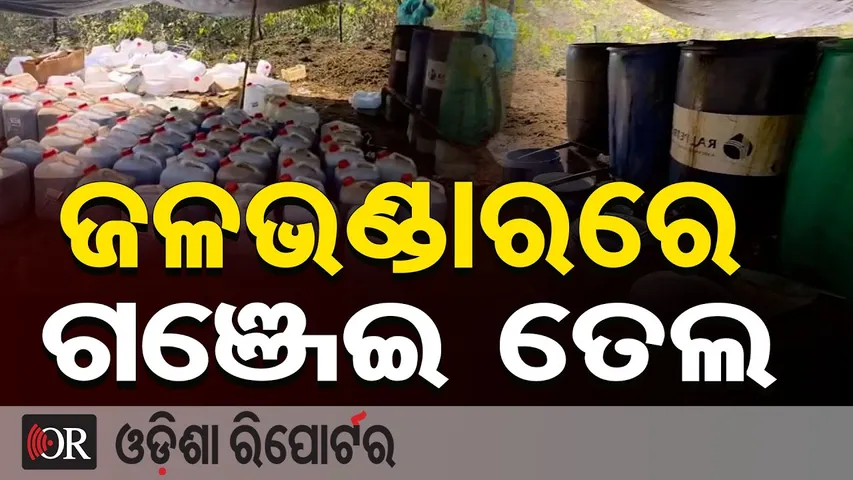 ଜଳଭଣ୍ଡାରରେ ଗଞ୍ଜେଇ ତେଲ || Operation Green Clean Success || Koraput Police || Odisha Reporter