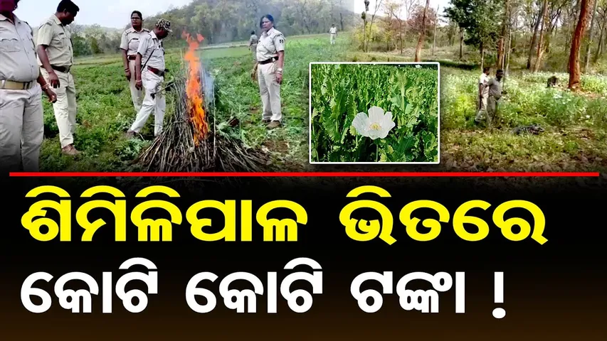 ଶିମିଳିପାଳ ଭିତରେ କୋଟି କୋଟି ଟଙ୍କା | Illegal Opium Cultivation Exposed | Similipal Sanctuary in Danger?