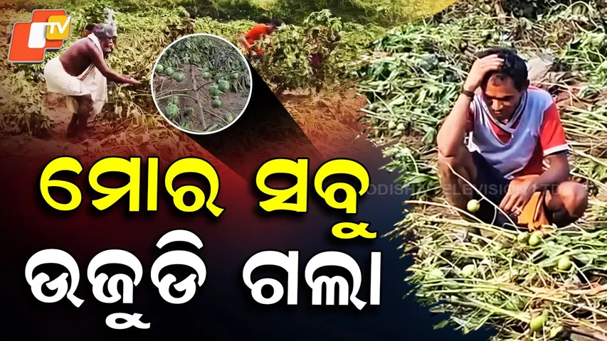 Nuapada-Floods-Devastate-Crops