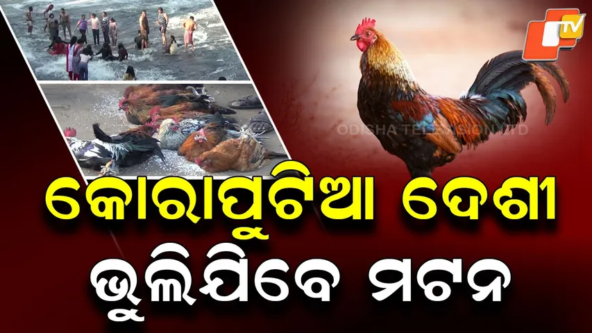 Koraput Hen