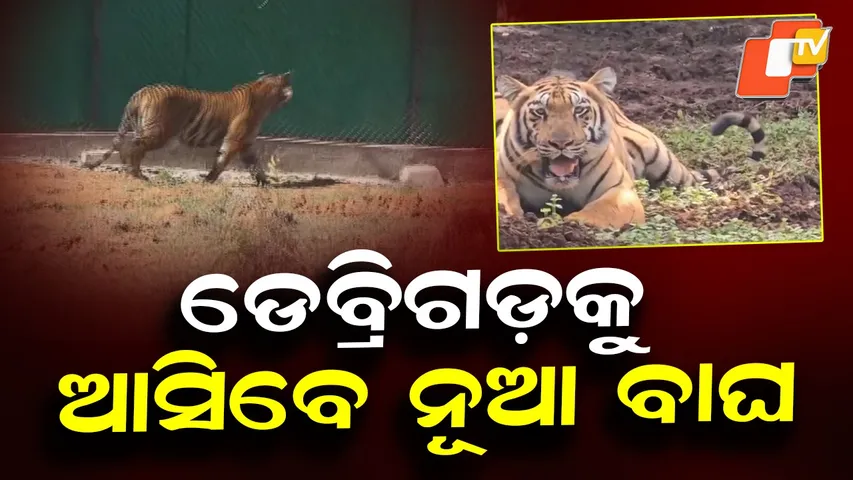 Two New Tigers to Arrive at Debrigarh Soon