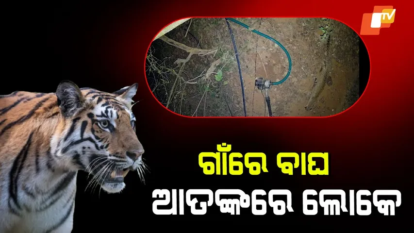 CCTV Captures Tiger in Village