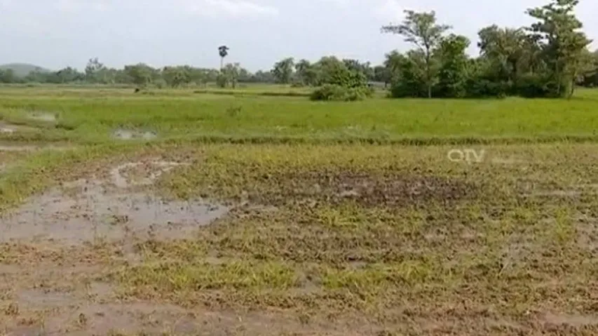 ସମ୍ବଲପୁରରେ ସୃଷ୍ଟି ହୋଇଛି ମରୁଡ଼ି ସ୍ଥିତି