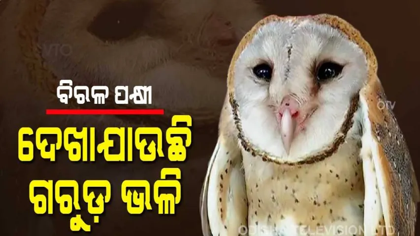 ବିରଳ ପକ୍ଷୀ ଉଦ୍ଧାର