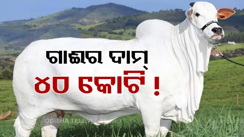 Worlds Most Expensive Cow