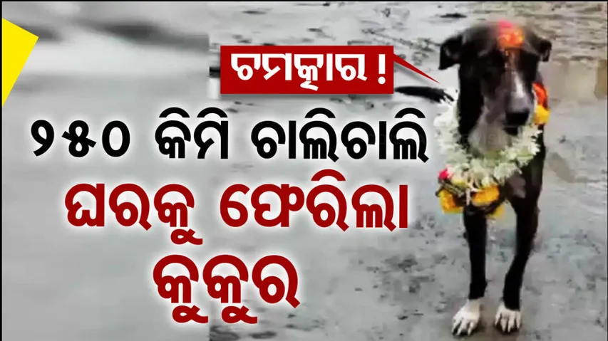 Lost Dog Returns Home Travelling Alone For 250 KM