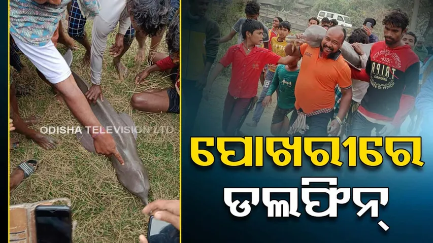 Dolphin Rescued From River In Odisha