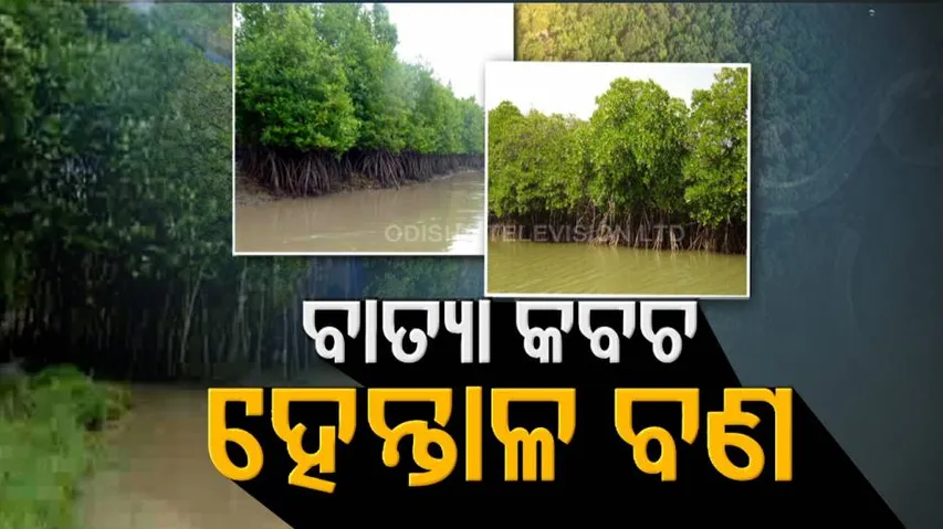 ଦୁର୍ବଳ ହେଉଛି ଓଡ଼ିଶାର ସୁରକ୍ଷା କବଚ, ବିଶେଷଜ୍ଞଙ୍କ ମତ ଚିଙ୍ଗୁଡ଼ି-କାଠ ମାଫିଆ ଦାୟୀ