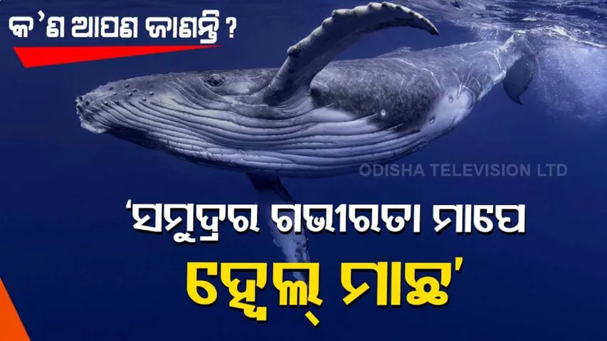 ହ୍ୱେଲ୍ ମାଛ ମାପେ ସମୁଦ୍ରର ଗଭୀରତା