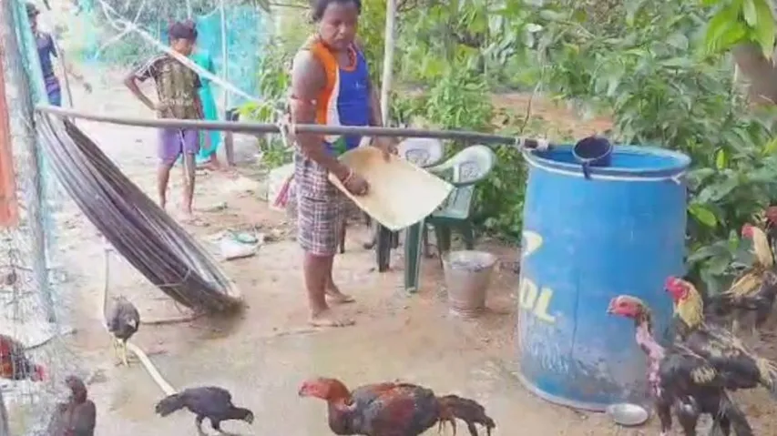 ଜଗଦୀଶଙ୍କୁ ଭିନ୍ନ ପରିଚୟ ଦେଇଛି ଫାଇଟର କୁକୁଡ଼ା ଚାଷ : ଗୋଟିଏ କୁକୁଡ଼ାର ମୂଲ୍ୟ ୬ରୁ ୧୦ ହଜାର