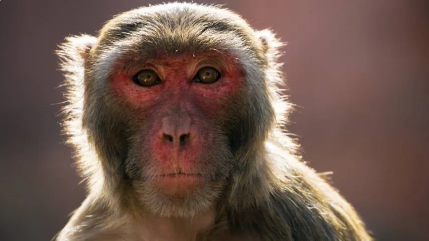 କରୋନା କାଳରେ ମଙ୍କି-ବି ଭାଇରସ୍‌ ଆତଙ୍କ