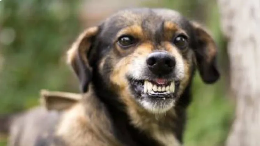 ହଜିଗଲା କୁକୁର, ଖୋଜିବା ପାଇଁ ବାହାରିଗଲେ ବିଭାଗର ସବୁ ଅଧିକାରୀ