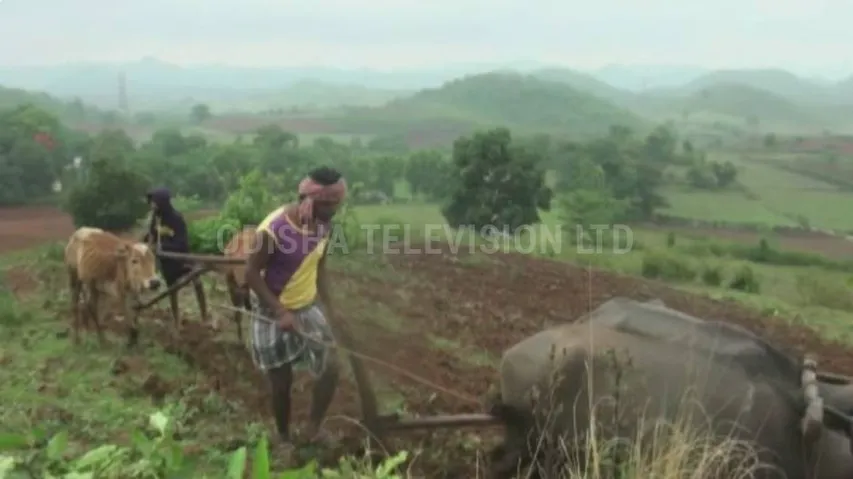 ମୌସୁମୀର ଲୁଚକାଳି ଖେଳ : ନିଅଣ୍ଟିଆ ବର୍ଷାକୁ ନେଇ ଚିନ୍ତିତ ଚାଷୀ