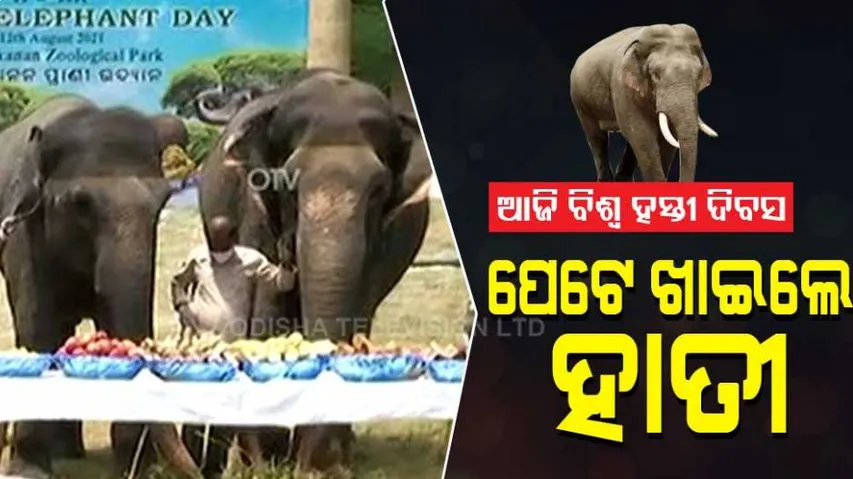 ଆଜି ବିଶ୍ୱ ହସ୍ତୀ ଦିବସ