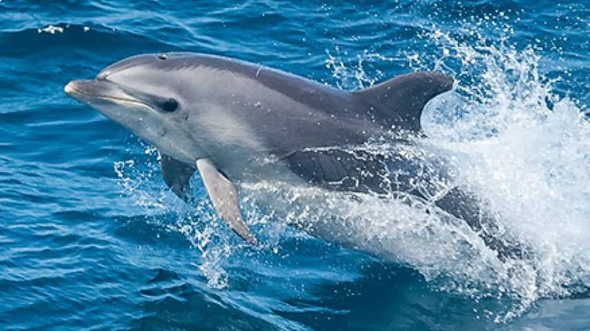 ମଣିଷ ପରି ଡଲ୍‌ଫିନ୍‌ର ବି ମେଟାବୋଲିଜିମ୍‌ରେ ମନ୍ଥରତା ଦେଖାଯାଏ