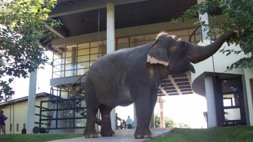 ରାଜ୍ୟରେ ୧୪ଟି ହାତୀ କରିଡର ପାଇଁ ଗ୍ରୀନ୍‌ ଟ୍ରିବ୍ୟୁନାଲଙ୍କ ନିର୍ଦ୍ଦେଶ