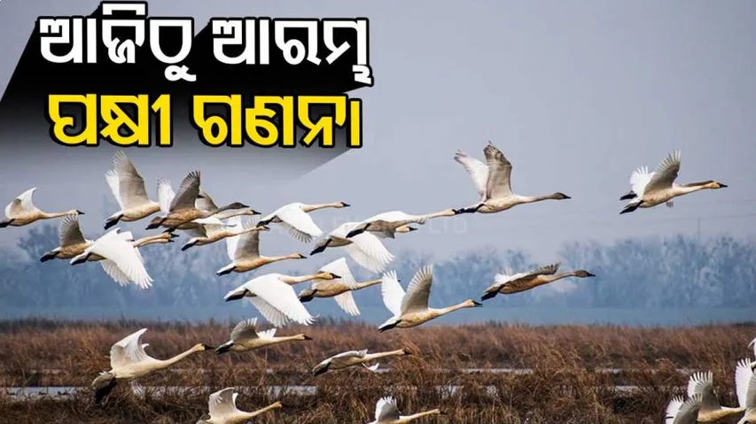 ଆଜିଠୁ ଭିତରକନିକାରେ ଆରମ୍ଭ ହୋଇଛି ଦେଶୀୟ ପକ୍ଷୀ ଗଣନା