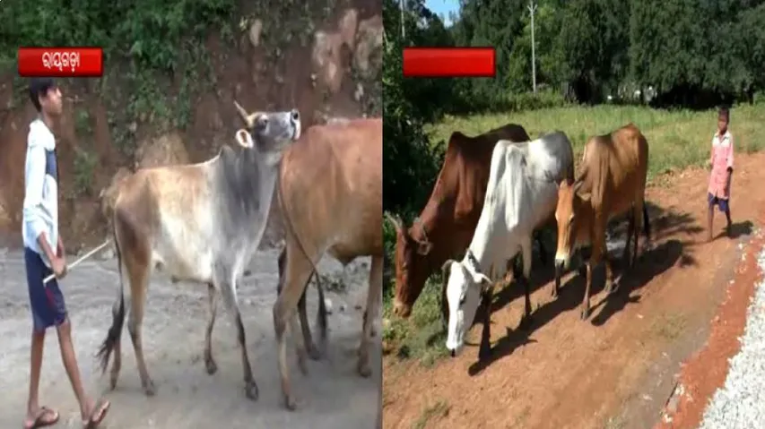 Poor Internet Connectivity Shadows Online Classes In Odisha