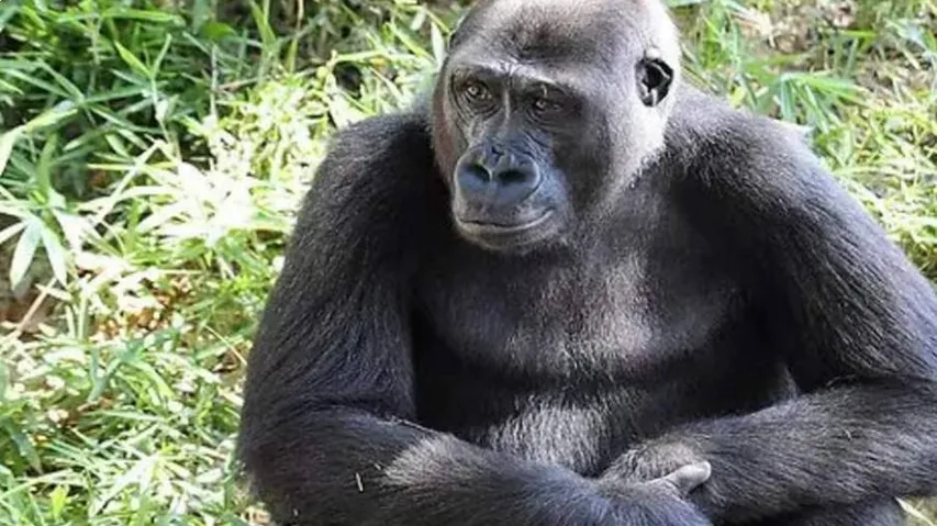 Gorillas covid-positive