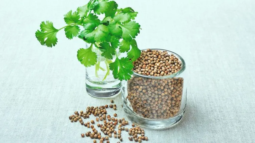 health benefits of coriander
