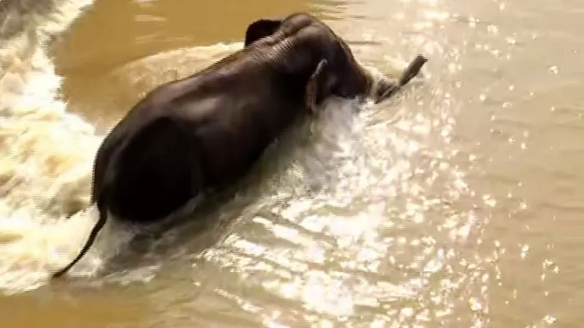 Tusker Gets Stuck Near Mundali bridge 