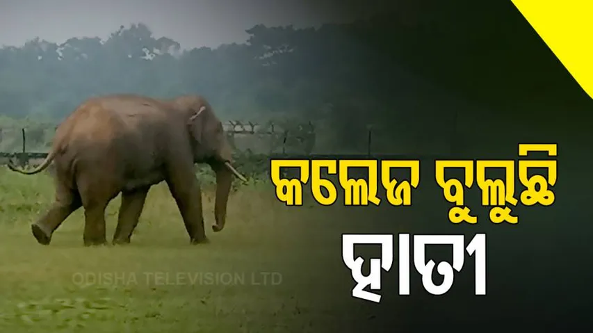 Wild tusker invades MPC Autonomous college in Baripada