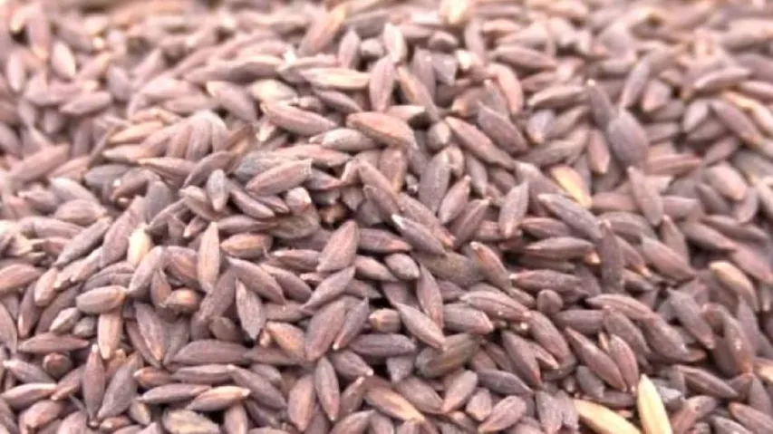 GI Tag For ‘Kala Jeera’ 