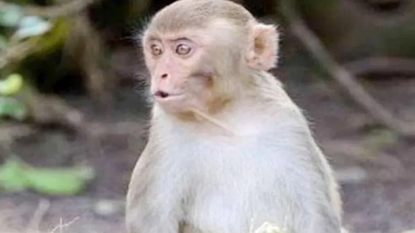 monkey-death-funeral