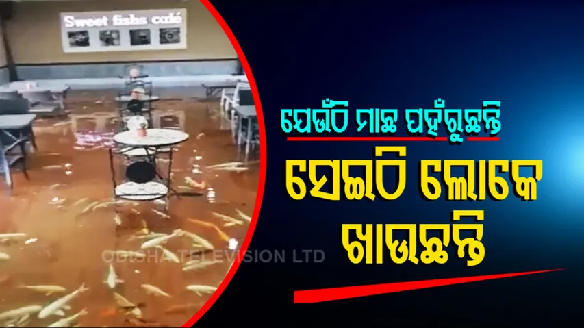 Viral video of cafe where colorful fishes swim on ground people come to dine here pratp 