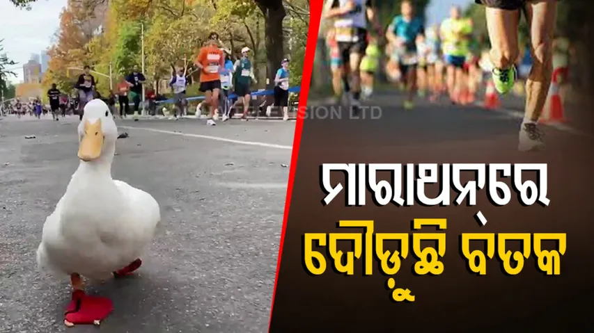 Viral video of duck running in marathon pople gone crazy over it pratp