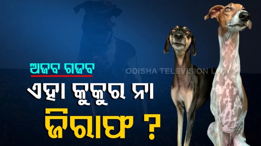 Dog Neck Long Like Giraffe