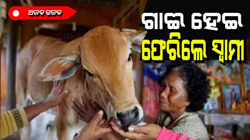 Woman marry cow thinks her to be reincarnation of dead husband