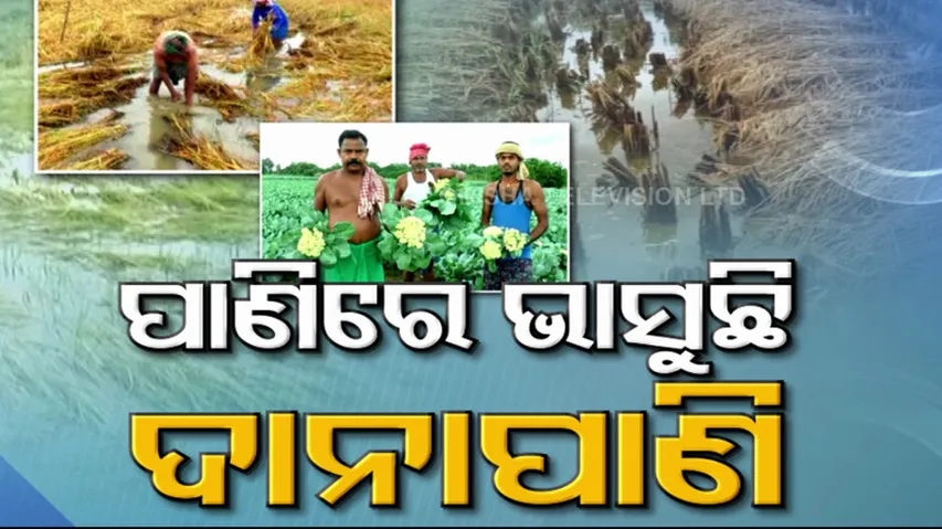 Odisha Farmers