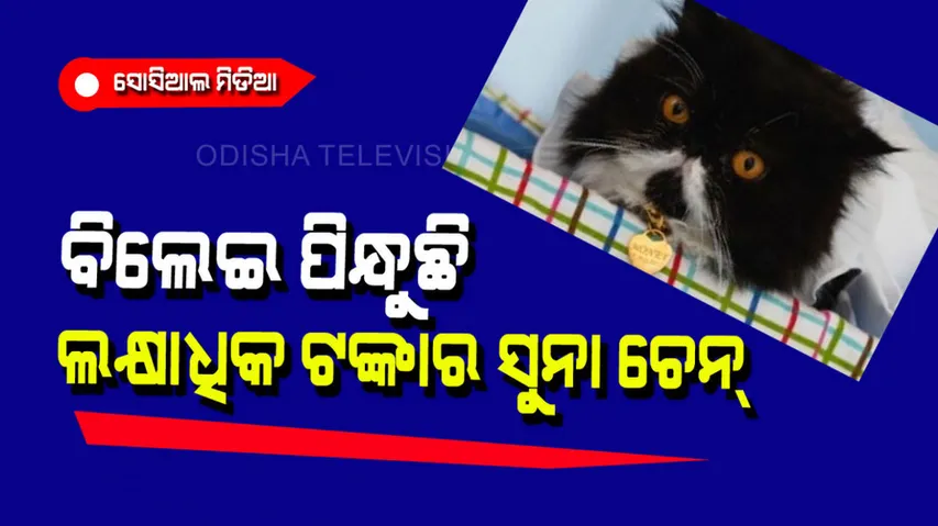 Cat owner said she bought gold necklace worth 4 lakh for pet cat