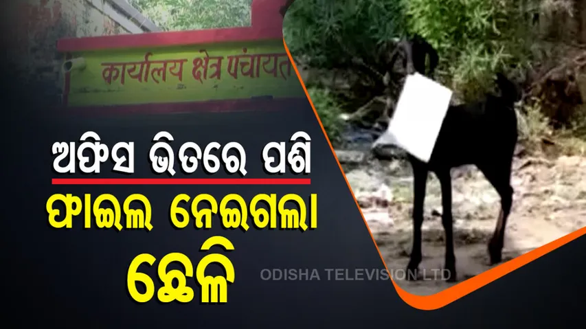 Goat Flees With File