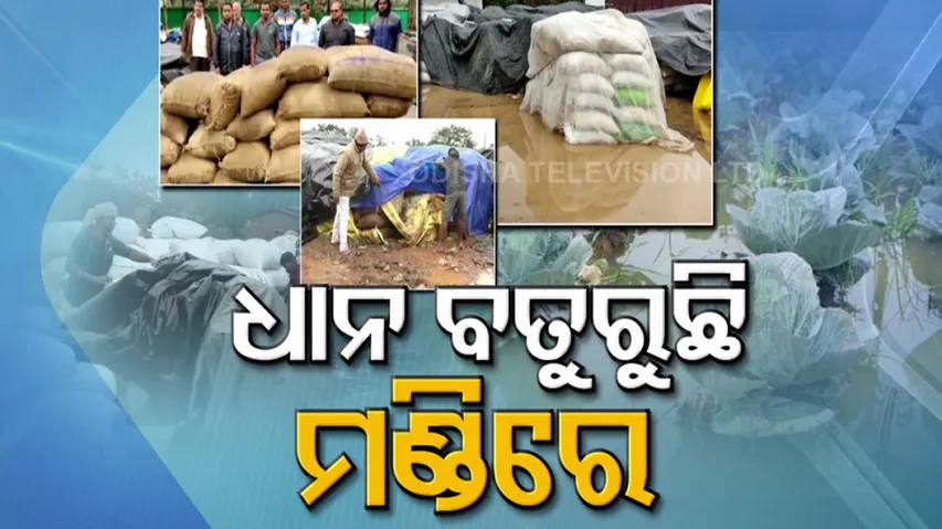 Paddy Stock In Mandis Damaged In Rain