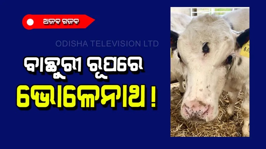 3 eyed calf went viral