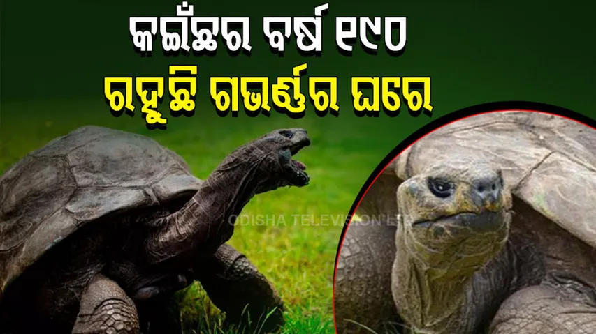 Longest living land animal on earth jonathan the tortoise