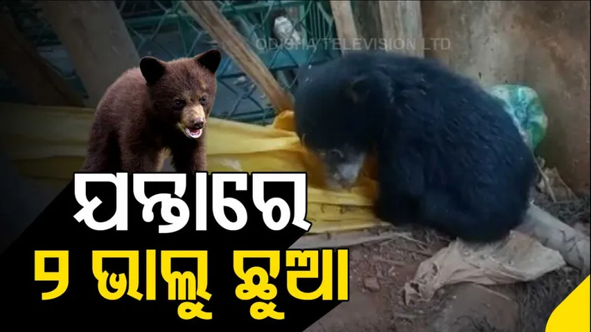 Two Bear Cubs Rescued In Nabarangpur