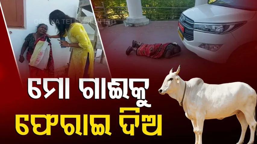 Woman-Cow Relation 