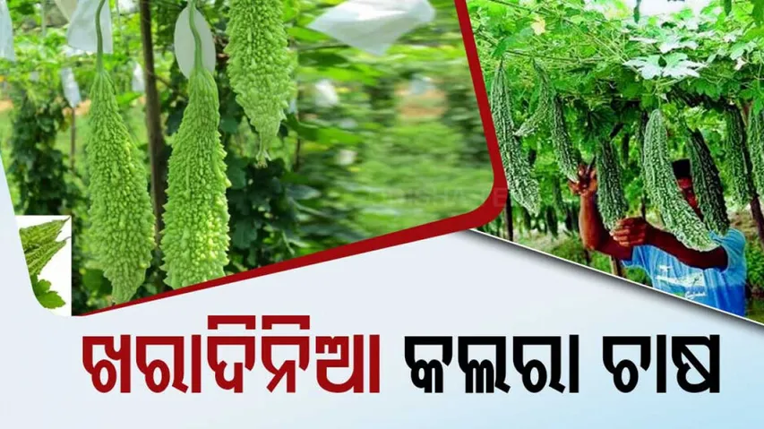 Bitter gourd cultivation