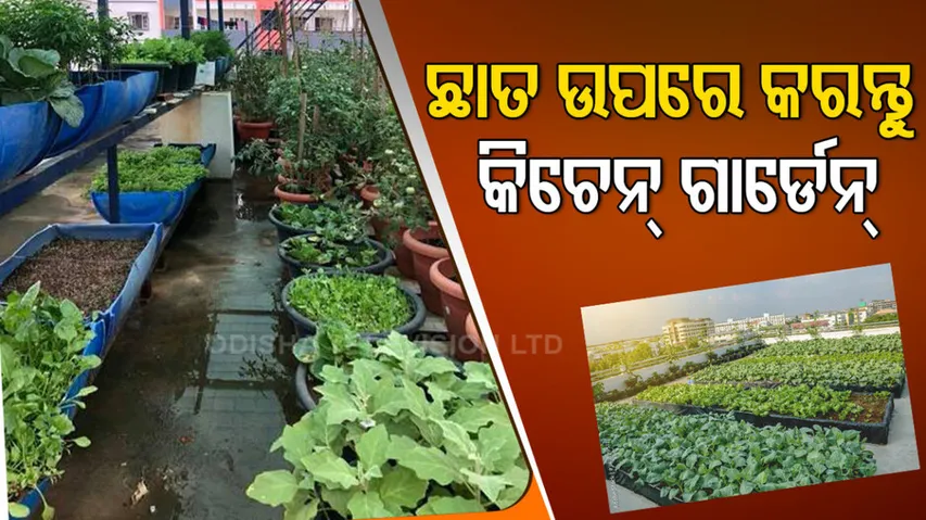 Make a kitchen garden on the roof
