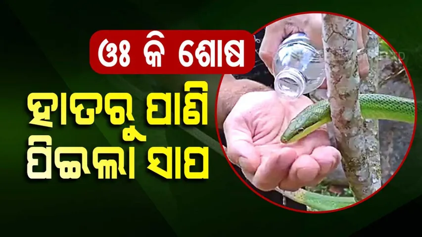 Snake Drinks Water From Human's Hand