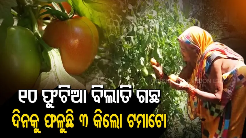 10-Ft Long Tomato Plant