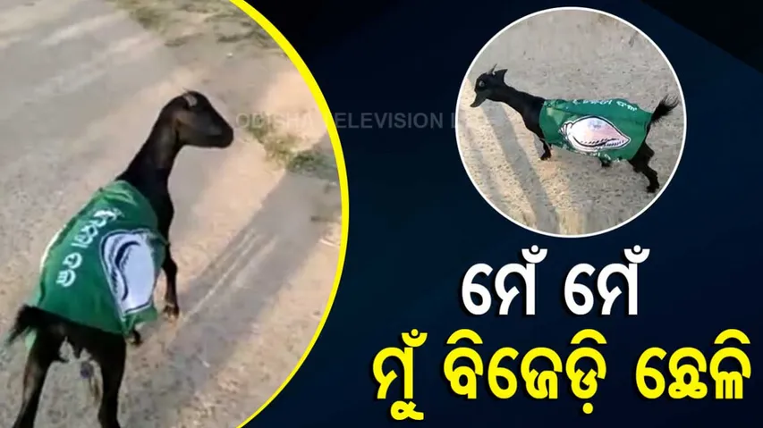 News Fuse | Capital City’s ‘Smart’ Ox Knows Whose Poster To Eat